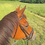 ヴィラ Fabuleux - Domaine Du Moulin D'andraut Bordeaux-chevaux-golf-st Emilion Saint-Sulpice-et-Cameyrac