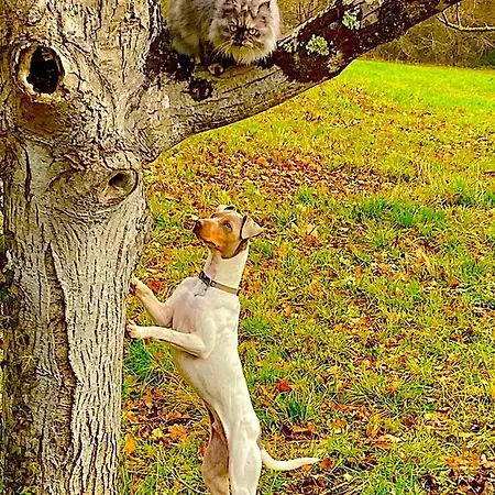 Fabuleux - Domaine Du Moulin D'andraut Bordeaux-chevaux-golf-st Emilion Villa