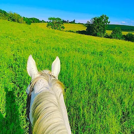 Fabuleux - Domaine Du Moulin D'andraut Bordeaux-chevaux-golf-st Emilion *