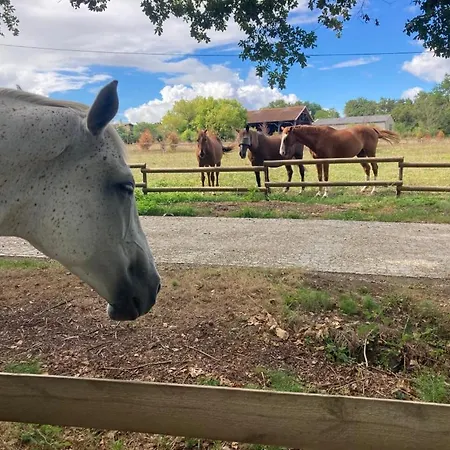 Fabuleux - Domaine Du Moulin D'andraut Bordeaux-chevaux-golf-st Emilion Villa *